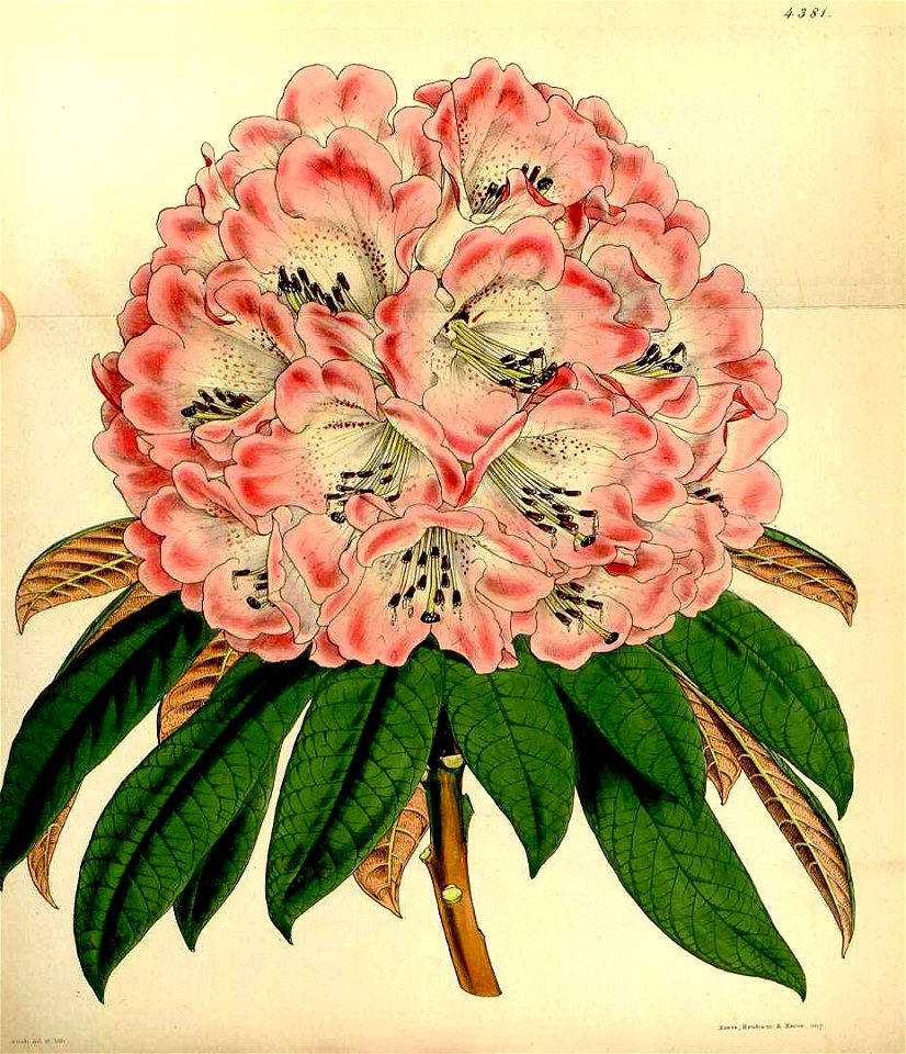 Rhododendron arboreum subsp. nilagiricum