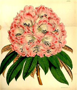 Rhododendron arboreum subsp. nilagiricum. Free illustration for personal and commercial use.