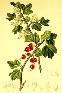 Ribes alpinum Atlas Alpenflora