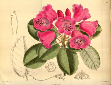 Rhododendron orbiculare 144-8775