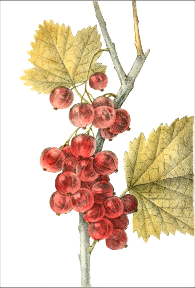 Ribes rubrum (Thory - fig2)