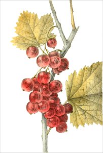 Ribes rubrum (Thory - fig2)