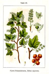 Ribes alpinum Sturm49