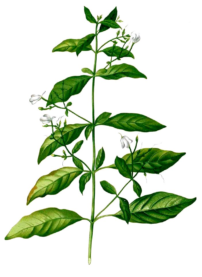 Rhinacanthus communis Blanco.10-cropped