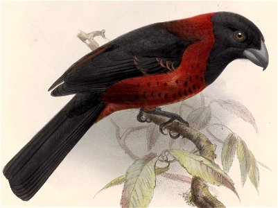 Rhodothraupis celaeno 1902 (cropped)