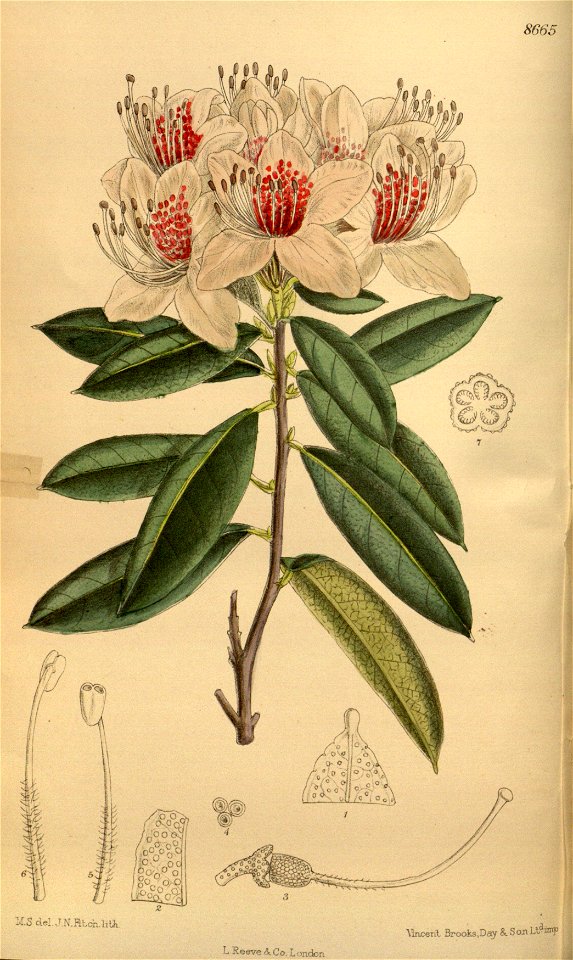 Rhododendron charianthum 142-8665