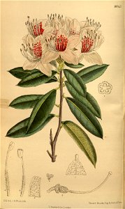 Rhododendron charianthum 142-8665