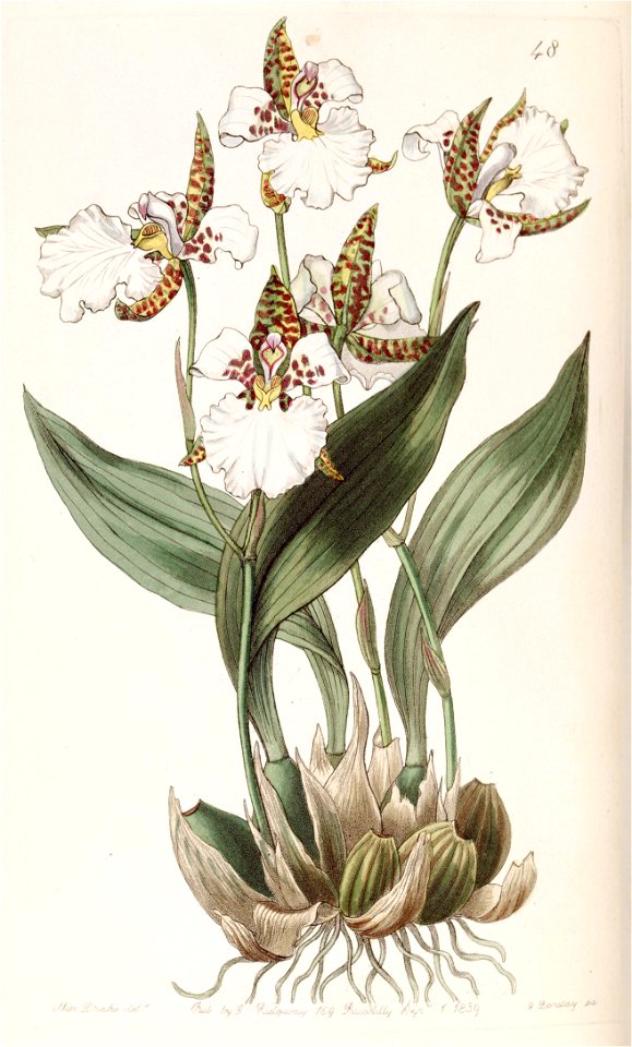 Rhynchostele rossii (as Odontoglossum rossii) - Edwards vol 25 (NS 2) pl 48 (1839)