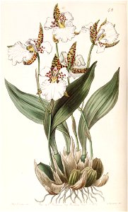 Rhynchostele rossii (as Odontoglossum rossii) - Edwards vol 25 (NS 2) pl 48 (1839)
