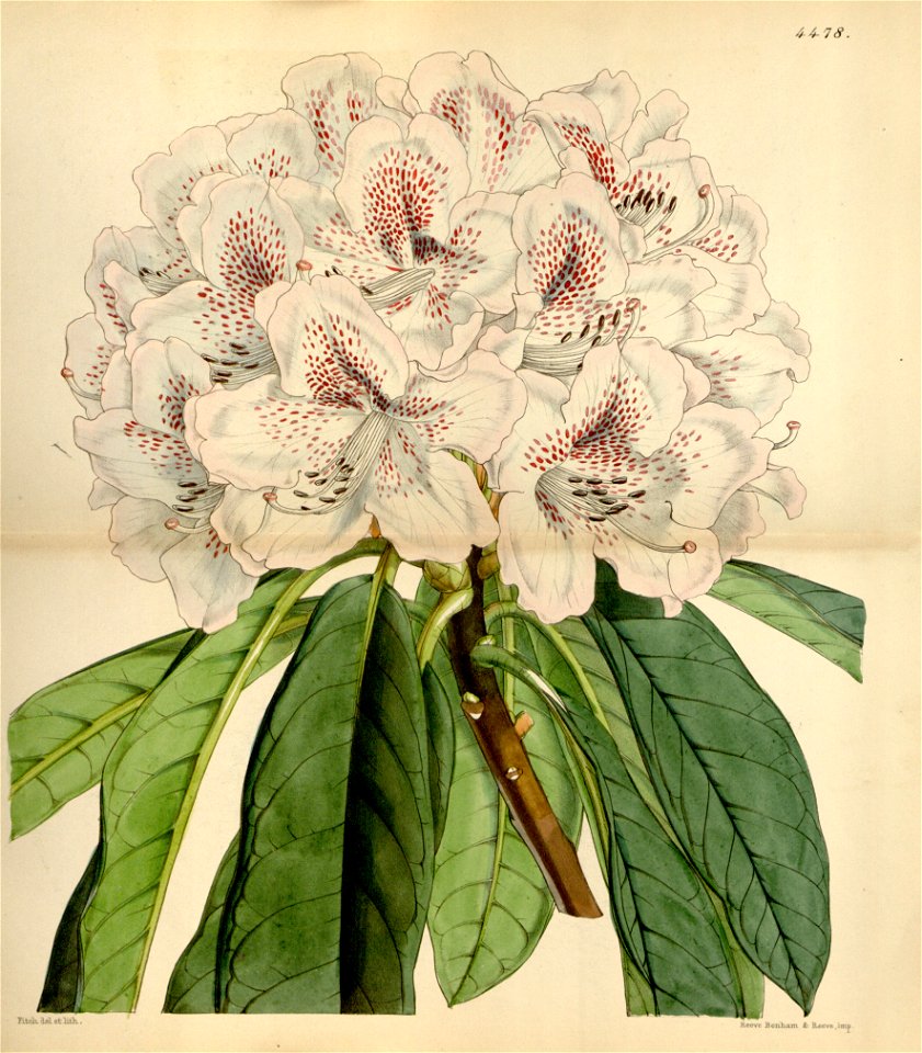 Rhododendron russelianum Clivianum