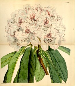 Rhododendron russelianum Clivianum. Free illustration for personal and commercial use.