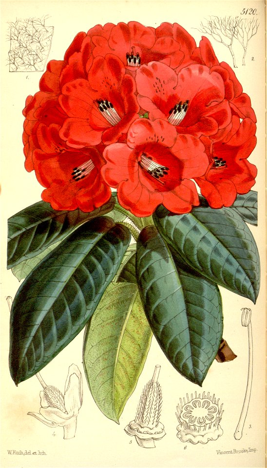 Rhododendron argipeplum