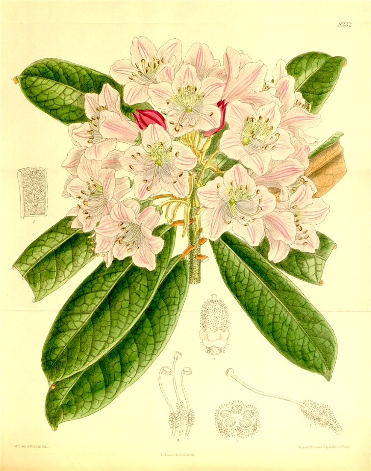 Rhododendron ungernii 136-8332