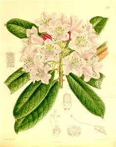 Rhododendron ungernii 136-8332