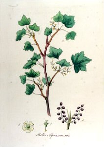 Ribes alpinum — Flora Batava — Volume v12