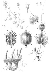 Ribes (Thory - fig1)