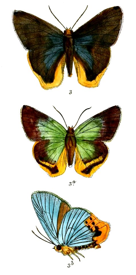RhopalocamptaBenjamini 749 33