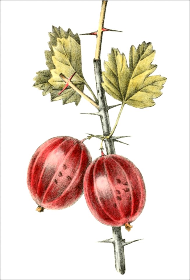 Ribes uva crispa, var vittata (Thory - fig10)