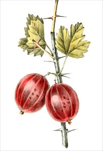 Ribes uva crispa, var vittata (Thory - fig10)