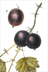 Ribes uva crispa, var sub-nigra (Thory - fig16)