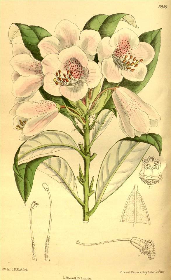 Rhododendron hypoglaucum 142-8649