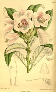Rhododendron hypoglaucum 142-8649