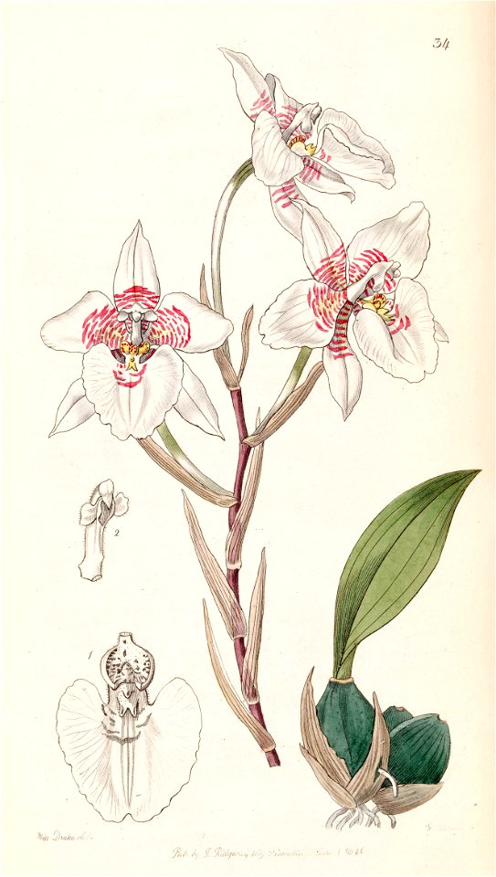 Rhynchostele cervantesii (as Odontoglossum membranaceum) - Edwards vol 32 (NS 9) pl 34 (1846)