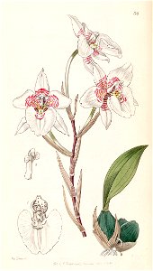 Rhynchostele cervantesii (as Odontoglossum membranaceum) - Edwards vol 32 (NS 9) pl 34 (1846)