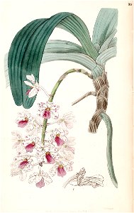Rhynchostylis gigantea subsp. violacea (as Vanda violacea) - Edwards vol 33 (NS 10) pl 30 (1847)