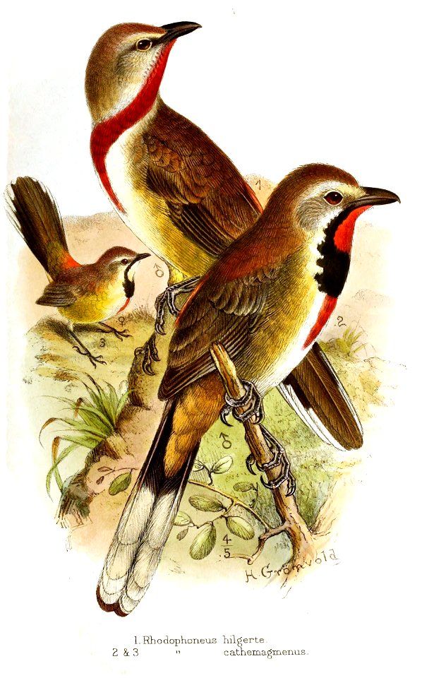 Rhodophoneus Gronvold