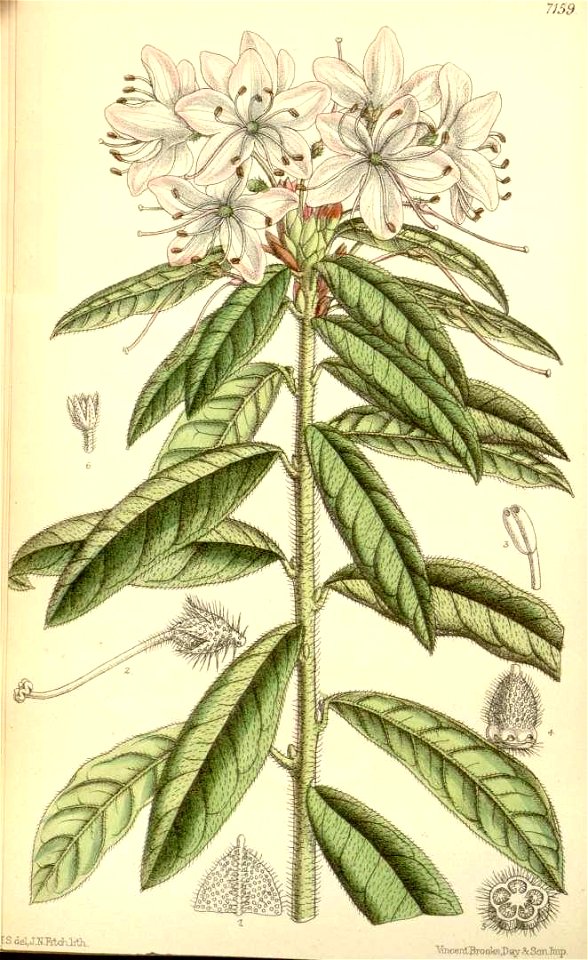 Rhododendron scabrifolium