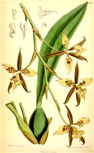 Rhynchostele maculata (as Odontoglossum maculatum) - Curtis' 105 (Ser. 3 no. 35) pl. 6455 (1879)