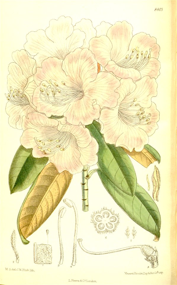 Rhododendron japonicum pentamerum 137-8403