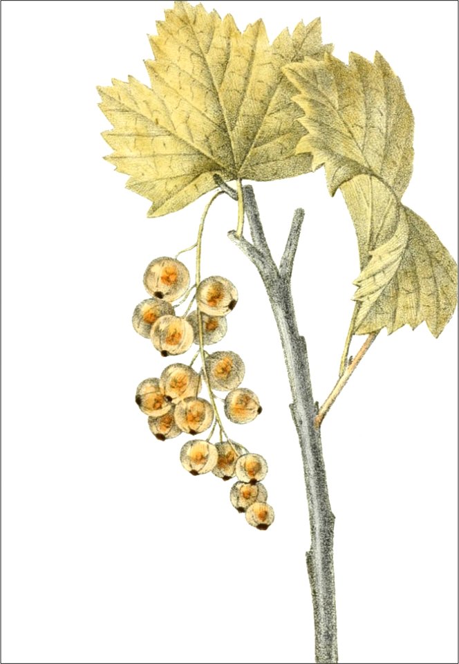 Ribes rufescens (Thory - fig4)