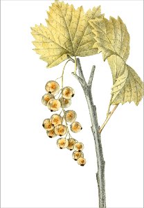 Ribes rufescens (Thory - fig4)