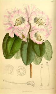 Rhododendron vernicosum 146-8834