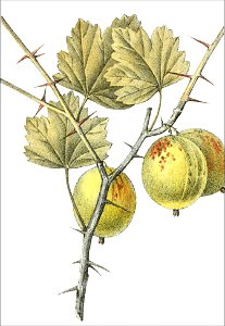Ribes uva crispa, var sanguinolenta (Thory - fig17)