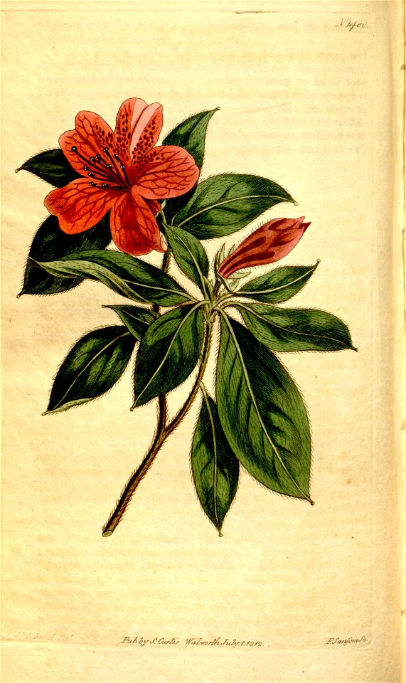 Rhododendron simsii