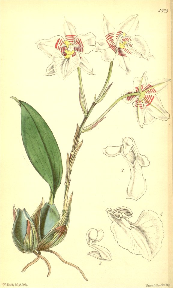 Rhynchostele cervantesii (as Odontoglossum membranaceum) - Curtis' 82 (Ser. 3 no. 12) pl. 4923 (1856)