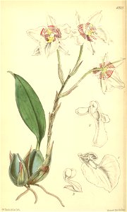 Rhynchostele cervantesii (as Odontoglossum membranaceum) - Curtis' 82 (Ser. 3 no. 12) pl. 4923 (1856)