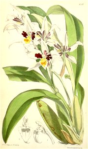 Rhynchostele madrensis (as Odontoglossum maxillare) - Curtis' 101 (Ser. 3 no. 31) pl. 6144 (1875)