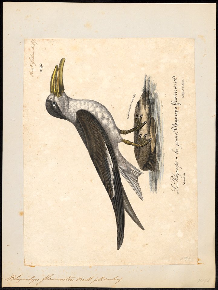 Rhynchops flavirostris - 1825-1834 - Print - Iconographia Zoologica - Special Collections University of Amsterdam - UBA01 IZ17900436