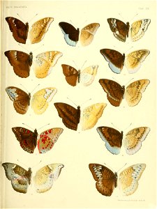 RhopaloceraMalayanaXIVjpg