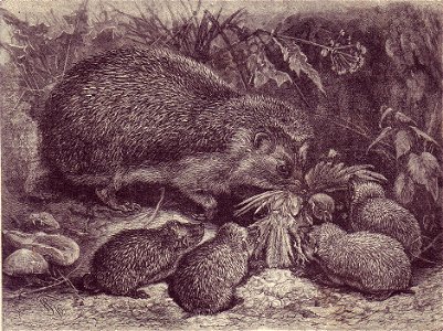 Riccio illustrazione di F. Specht