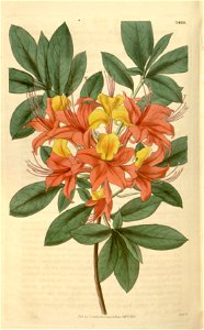 Rhododendron 'Fulgidum'