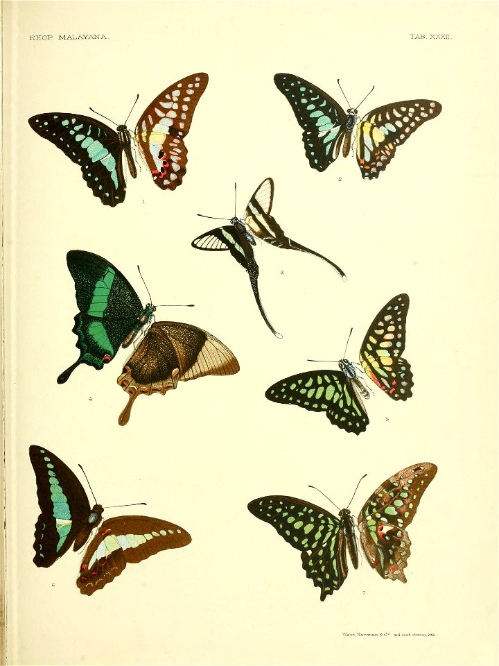 RhopaloceraMalayanaXXXII