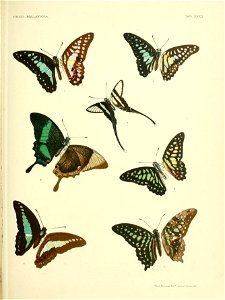RhopaloceraMalayanaXXXII
