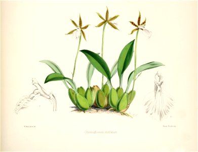 Rhynchostele stellata (as Odontoglossum stellatum) - pl. 13, lower fig. - Bateman, Monogr.Odont. Free illustration for personal and commercial use.