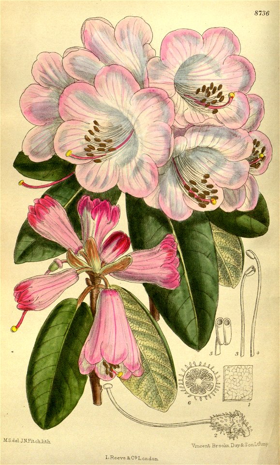 Rhododendron fargesii 143-8736