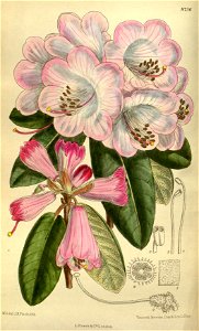 Rhododendron fargesii 143-8736